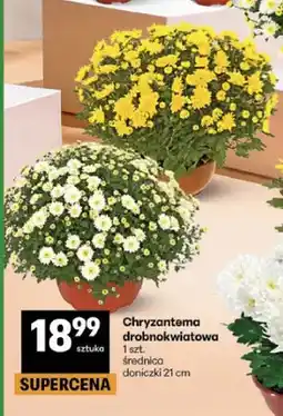 Delikatesy Centrum Chryzantema drobnokwiatowa średnica doniczki 21 cm oferta