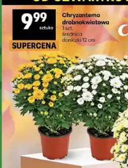 Delikatesy Centrum Chryzantema drobnokwiatowa średnica doniczki 12 cm oferta