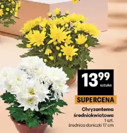 Delikatesy Centrum Chryzantema średniokwiatowa średnica doniczki 17 cm oferta