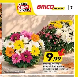 Bricomarche Chryzantema średniokwiatowa czterokolorowa oferta
