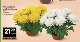 Delikatesy Centrum Chryzantema wielkokwiatowa średnica doniczki 19 cm oferta