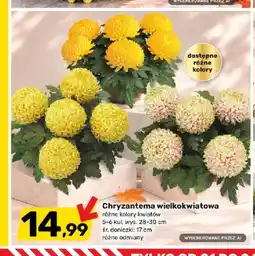 Bricomarche Chryzantema wielkokwiatowa oferta