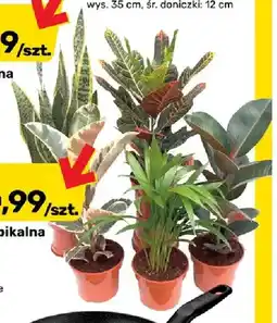 Bricomarche Roślina tropikalna mix Ii oferta
