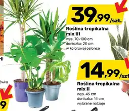 Bricomarche Roślina tropikalna mix Iii oferta