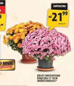 Arhelan Kwiat chryzantema doniczka 17-19 cm oferta