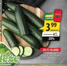 Arhelan Ogórek sałatkowy oferta