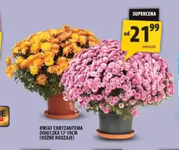 Arhelan Kwiat chryzantema doniczka 17-19 cm oferta