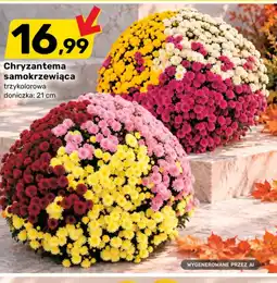 Bricomarche Chryzantema oferta
