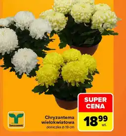 Carrefour Chryzantema Tomaszewski oferta