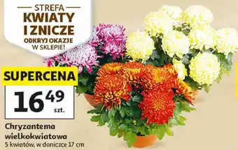 Chryzantema wielkokwiatowa