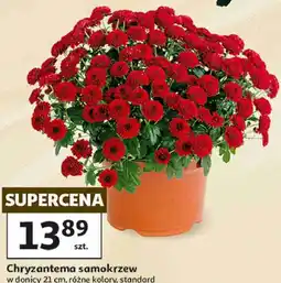 Auchan Chryzantema samokrzew w donicy 21 cm oferta