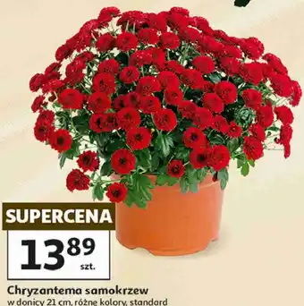 Chryzantema samokrzew w donicy 21 cm