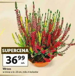 Auchan Wrzos w misie o śr. 23 cm, miks 4 kolorów oferta