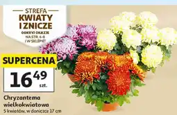 Auchan Chryzantema wielkokwiatowa 5 kwiatów, w doniczce 17 cm oferta