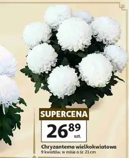 Auchan Chryzantema wielkokwiatowa 9 kwiatów, w misie o śr. 21 cm oferta