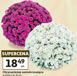 Auchan Chryzantema samokrzewiąca w misie o śr. 21 cm oferta
