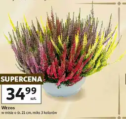 Auchan Wrzos w misie o śr. 21 cm, miks 3 kolorów oferta