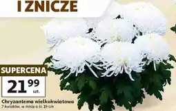 Auchan Chryzantema wielkokwiatowa 7 kwiatów, w misie o śr. 19 cm oferta