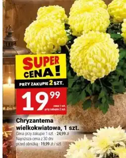 Twój Market Chryzantema wielokwiatowa oferta