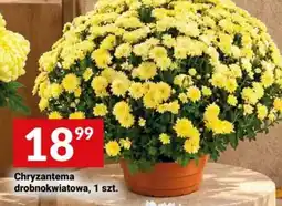 Twój Market Chryzantema drobnokwiatowa oferta