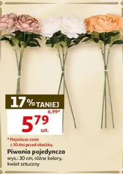 Auchan Piwonia pojedyncza oferta