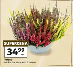 Auchan Wrzos oferta