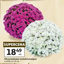 Auchan Chryzantema samokrzewiąca oferta