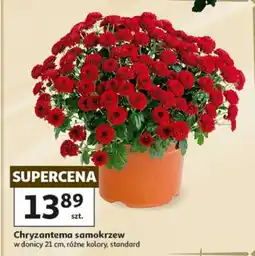 Auchan Chryzantema samokrzew oferta