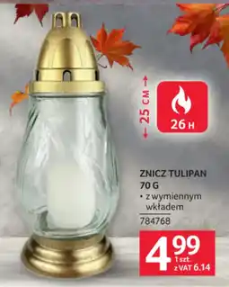Selgros Znicz Tulipan oferta