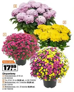 OBI Chryzantemy oferta