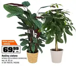 OBI Rośliny zielone oferta