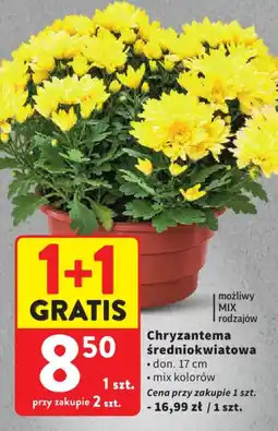 Intermarche Chryzantema średniokwiatowa oferta