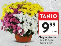 Intermarche Chryzantema oferta