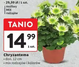Intermarche Chryzantema oferta