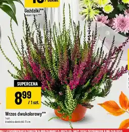 Polomarket Wrzos dwukolorowy oferta