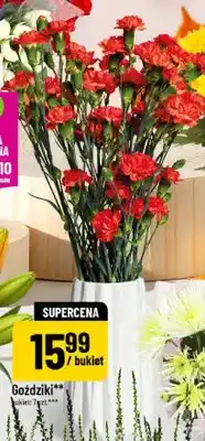 Polomarket Goździki bukiet 7 szt oferta