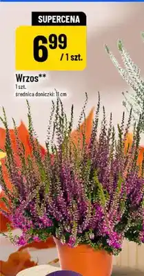 Polomarket Wrzos oferta