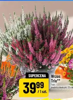 Polomarket Wrzos Trio oferta
