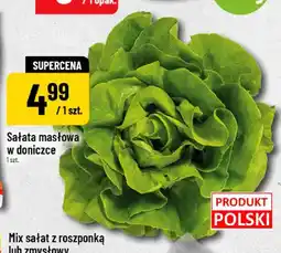 Polomarket Sałata masłowa w doniczce oferta
