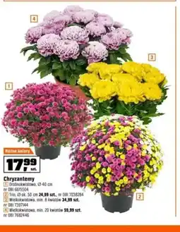OBI Chryzantemy drobnokwiatowe Ø40 cm oferta