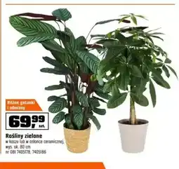 OBI Rośliny zielone oferta