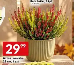 Twój Market Wrzos doniczka 23 cm oferta
