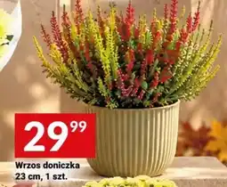 Twój Market Wrzos doniczka oferta