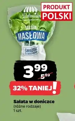 Netto Sałata w doniczce z Zieleniaka oferta