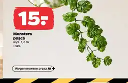 Netto Monstera pnąca oferta