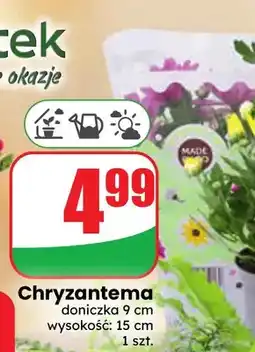 Dino Chryzantema oferta