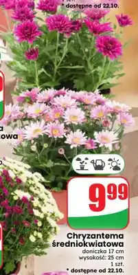 Dino Chryzantema średniokwiatowa oferta