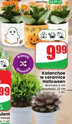 Dino Kalanchoe w ceramice Halloween oferta