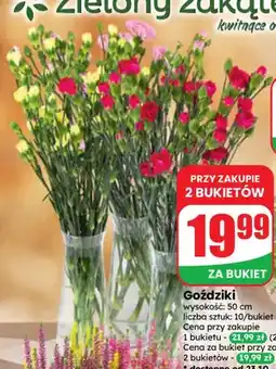 Dino Goździki oferta