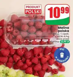 Dino Malina polska oferta